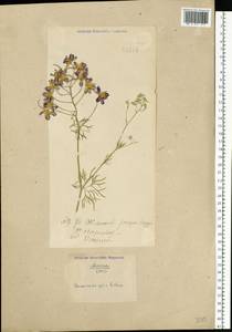 Delphinium consolida subsp. consolida, Eastern Europe, North Ukrainian region (E11) (Ukraine)