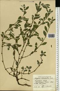 Polygonum aviculare subsp. aviculare, Eastern Europe, Central region (E4) (Russia)