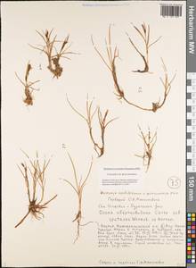 Carex subspathacea Wormsk. ex Hornem., Siberia, Yakutia (S5) (Russia)