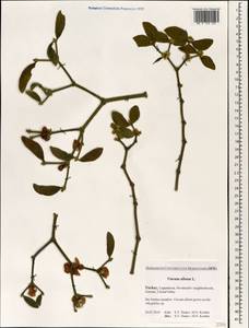 Viscum album L., South Asia, South Asia (Asia outside ex-Soviet states and Mongolia) (ASIA) (Turkey)