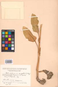 Beta vulgaris L., Eastern Europe, Moscow region (E4a) (Russia)