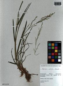 Glyceria notata Chevall., Siberia, Altai & Sayany Mountains (S2) (Russia)