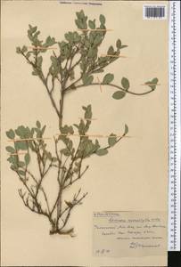 Lonicera microphylla Willd. ex Roem. & Schult., Middle Asia, Western Tian Shan & Karatau (M3) (Kazakhstan)