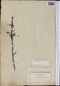 Acer rubrum L., America (AMER) (United States)