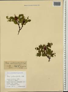 Rosa pulverulenta M. Bieb., Caucasus, North Ossetia, Ingushetia & Chechnya (K1c) (Russia)