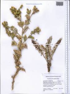 Cousinia polycephala Rupr., Middle Asia, Western Tian Shan & Karatau (M3) (Kyrgyzstan)