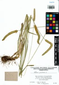 Phleum pratense L., Siberia, Baikal & Transbaikal region (S4) (Russia)
