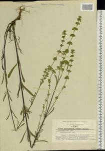 Silene borysthenica (Gruner) Walters, Eastern Europe, Central region (E4) (Russia)