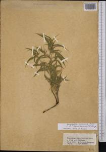 Agriophyllum pungens (Vahl) Link, Middle Asia, Northern & Central Tian Shan (M4) (Kazakhstan)