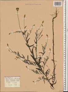 Xeranthemum cylindraceum Sibth. & Sm., Caucasus, Krasnodar Krai & Adygea (K1a) (Russia)