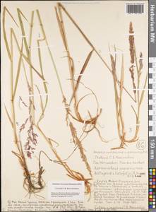 Arctagrostis latifolia (R.Br.) Griseb., Siberia, Yakutia (S5) (Russia)