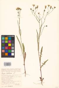 Crepis tectorum L., Eastern Europe, Lower Volga region (E9) (Russia)