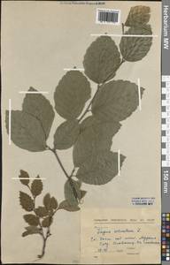 Fagus sylvatica L., Western Europe (EUR) (Slovakia)