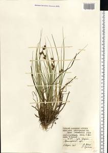 Carex mackenziei V.I.Krecz., Eastern Europe, Northern region (E1) (Russia)