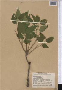 Celtis occidentalis L., America (AMER) (Canada)