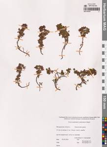 Dracocephalum palmatum Steph. ex Willd., Siberia, Chukotka & Kamchatka (S7) (Russia)