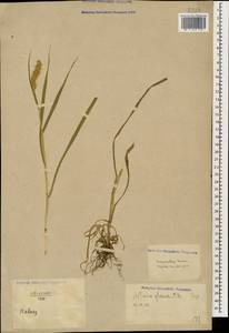 Setaria pumila (Poir.) Roem. & Schult., Caucasus, North Ossetia, Ingushetia & Chechnya (K1c) (Russia)