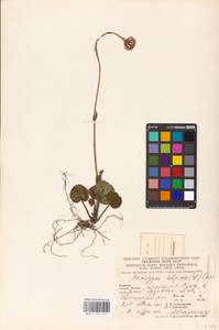 Homogyne alpina (L.) Cass., Eastern Europe, West Ukrainian region (E13) (Ukraine)