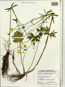 Ranunculus turneri Greene, Siberia, Central Siberia (S3) (Russia)