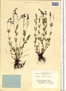 Veronica krylovii Schischk., Siberia, Altai & Sayany Mountains (S2) (Russia)