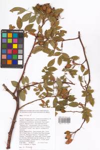 Rosa canina L., Eastern Europe, Central forest-and-steppe region (E6) (Russia)