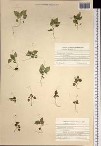 Circaea alpina L., Siberia, Russian Far East (S6) (Russia)