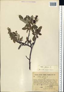 Salix glauca L., Siberia, Yakutia (S5) (Russia)