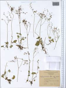 Micranthes nudicaulis, Siberia, Yakutia (S5) (Russia)