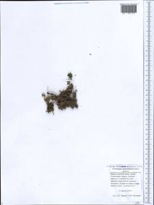 Lepidium coronopus (L.) Al-Shehbaz, Caucasus, Black Sea Shore (from Novorossiysk to Adler) (K3) (Russia)