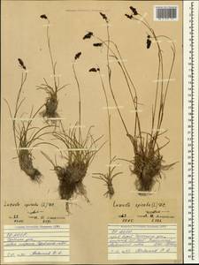 Luzula spicata (L.) DC., Caucasus, North Ossetia, Ingushetia & Chechnya (K1c) (Russia)
