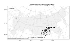 Callianthemum isopyroides (DC.) Witasek, Atlas of the Russian Flora (FLORUS) (Russia)