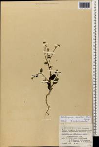 Heliotropium szovitsii (Stev.) Stschegl., Caucasus, Azerbaijan (K6) (Azerbaijan)