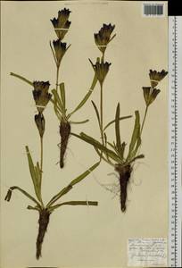 Gentiana decumbens L. fil., Siberia, Baikal & Transbaikal region (S4) (Russia)