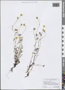 Senecio vernalis Waldst. & Kit., Eastern Europe, Central region (E4) (Russia)