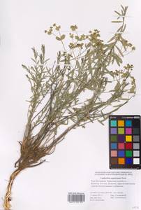 Euphorbia seguieriana Neck., Eastern Europe, Lower Volga region (E9) (Russia)