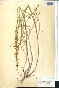 Astragalus macropterus DC., Middle Asia, Pamir & Pamiro-Alai (M2) (Kyrgyzstan)