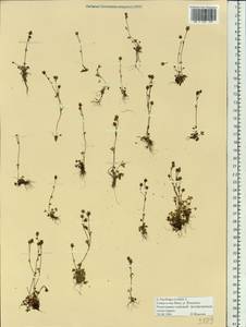 Saxifraga rivularis L., Siberia, Western Siberia (S1) (Russia)
