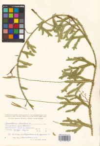 Lycopodium clavatum L., Siberia, Russian Far East (S6) (Russia)