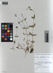 KUZ 004 546, Cerastium holosteoides Fries emend. Hyl., Siberia, Altai & Sayany Mountains (S2) (Russia)