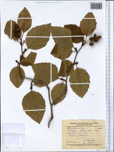 Alnus alnobetula subsp. fruticosa (Rupr.) Raus, Siberia, Yakutia (S5) (Russia)