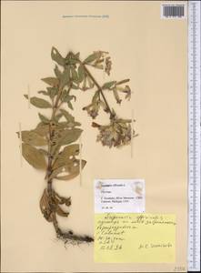 Saponaria officinalis L., America (AMER) (United States)