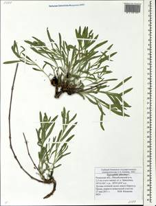 Gypsophila altissima L., Eastern Europe, Central region (E4) (Russia)