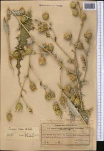 Cousinia vicaria Kult., Middle Asia, Western Tian Shan & Karatau (M3) (Uzbekistan)