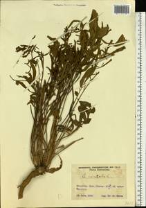 Centaurea orientalis L., Eastern Europe, West Ukrainian region (E13) (Ukraine)