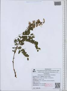Hedysarum sachalinense B.Fedtsch., Siberia, Russian Far East (S6) (Russia)