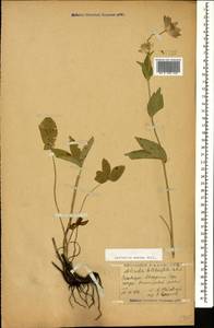 Astrantia maxima Pall., Caucasus, Georgia (K4) (Georgia)