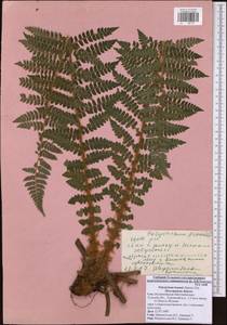 Polystichum braunii (Spenn.) Fée, Eastern Europe, Central region (E4) (Russia)