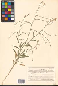 Matthiola longipetala (Vent.) DC., Eastern Europe, Moscow region (E4a) (Russia)