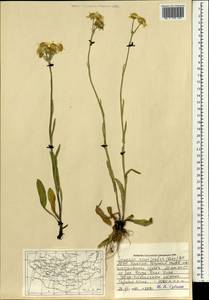 Tephroseris integrifolia (L.) Holub, Mongolia (MONG) (Mongolia)