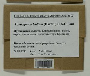 Loeskypnum badium (Hartm.) H.K.G. Paul, Bryophytes, Bryophytes - Karelia, Leningrad & Murmansk Oblasts (B4) (Russia)